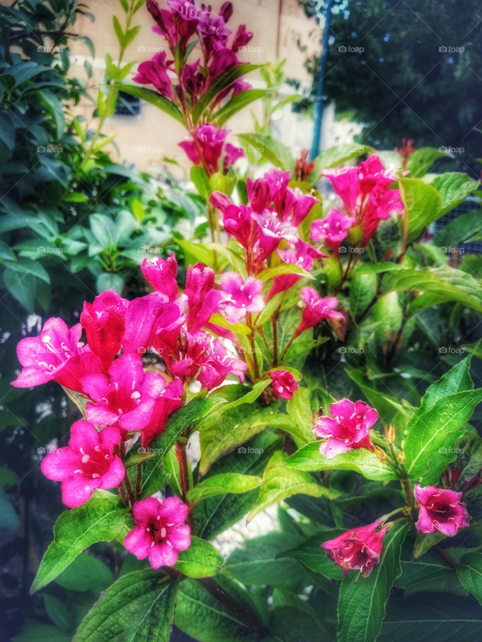 Garden treasures 🌺 - rose weigela - with filter