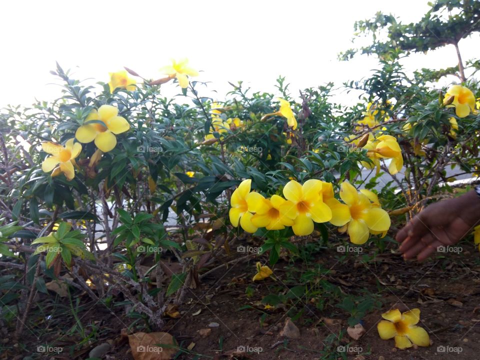 bunga kuning
