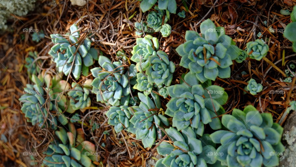 Echeveria amoena, clusters of succulent rosettes