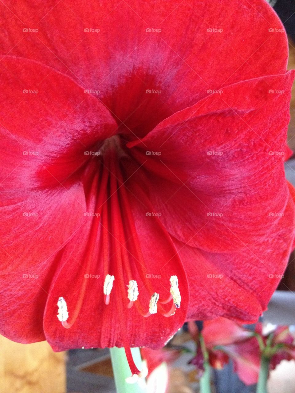 Amaryllis 