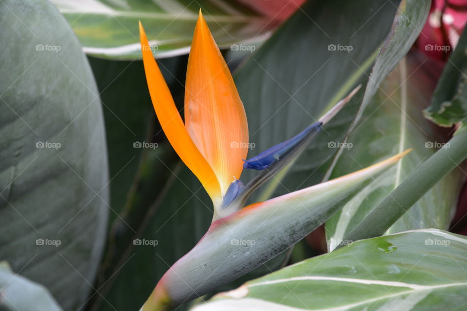 Bird of paradise 