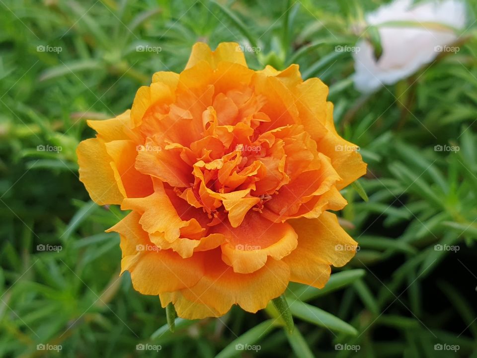 the portulaca grandiflora