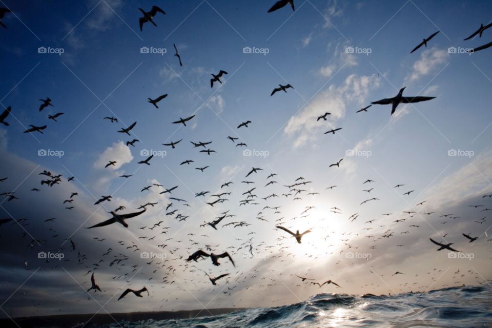 birds flying diving formation by paulcowell