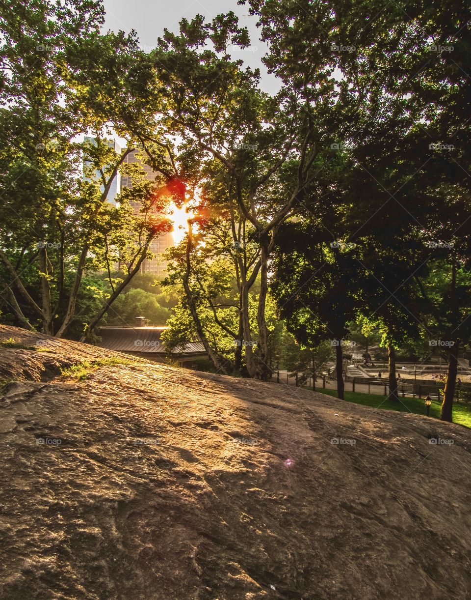 New York, Manhattan, Central Park, people, summer, sunset, trees, plants, grass, green, Park, buildings, architecture, 