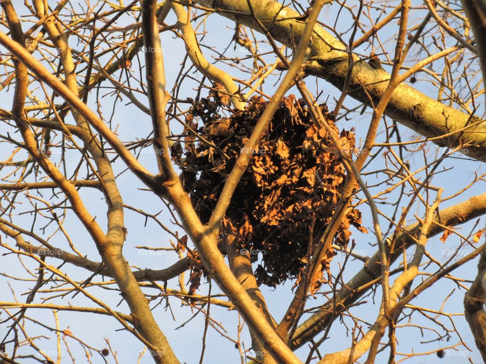 nest