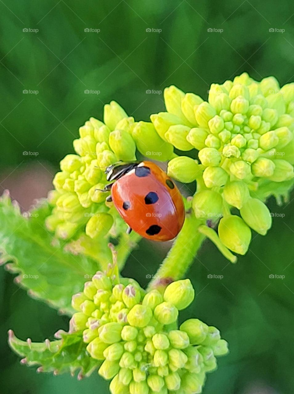 ladybug