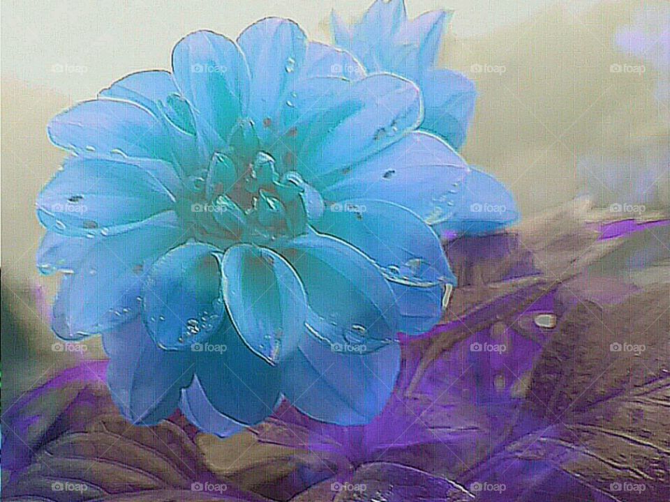 rainy flower
