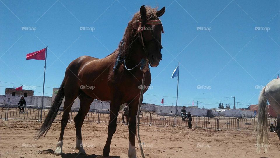 Beautiful brown horse.