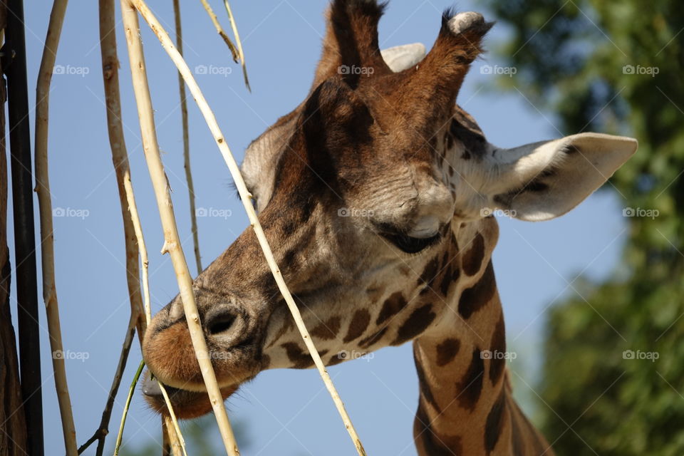 A headshot of a giraffe at the zoo in Antwerp, Belgium.