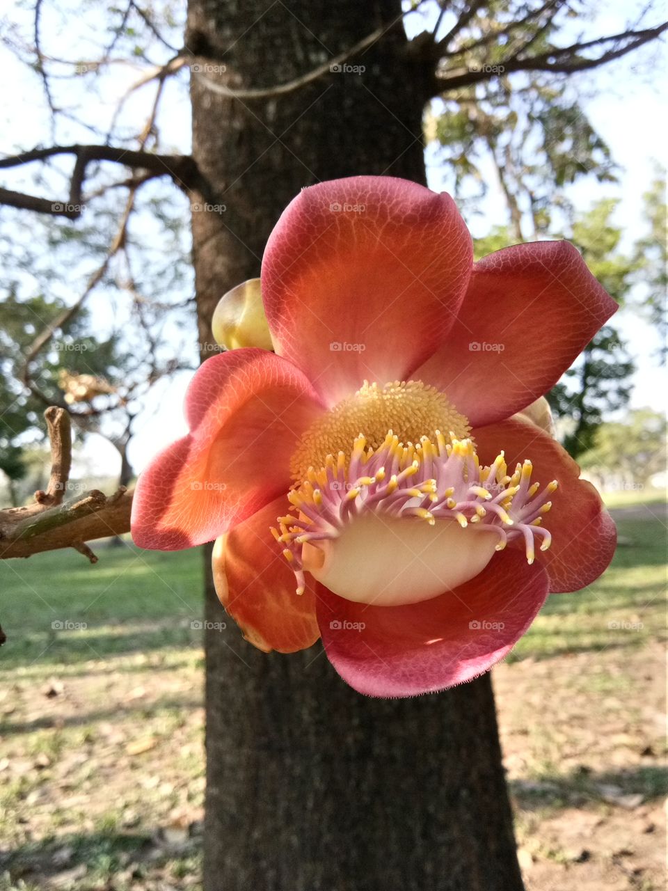Sara Lanka flower : View :Tree and flower in Phutthamonthon (Buddha Monthon) : Buddhist park in the Phutthamonthon District, Nakhon Pathom Province of Thailand: beautiful