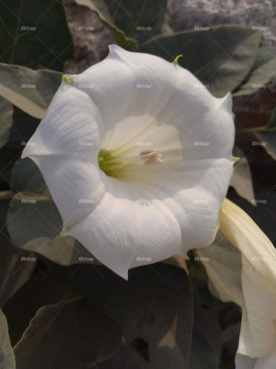 the Datura Flower white in colour looks very beautiful generally found everywhere very poisonous species