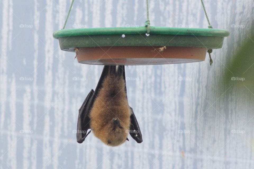 Megabat Hanging From Seed Tray