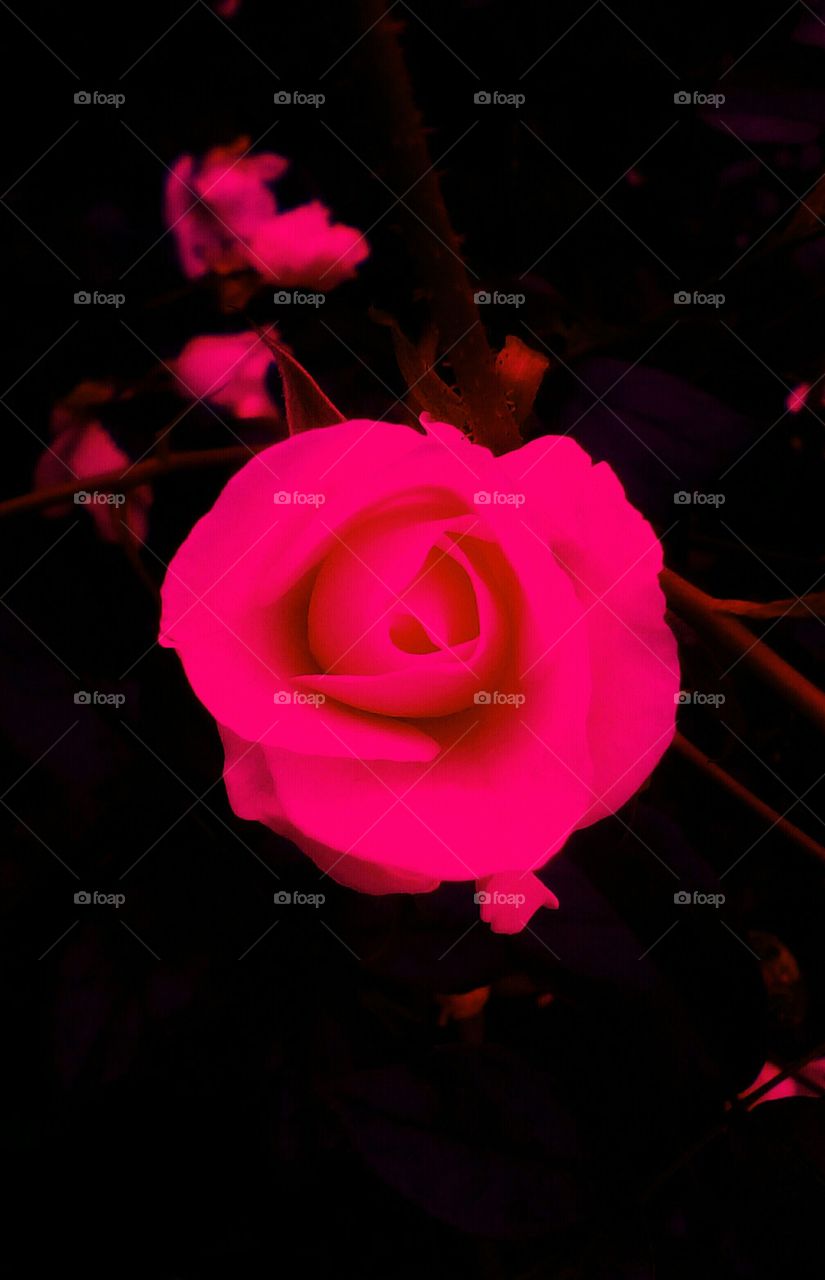 Blooming pink rose agains dark backround in closeup