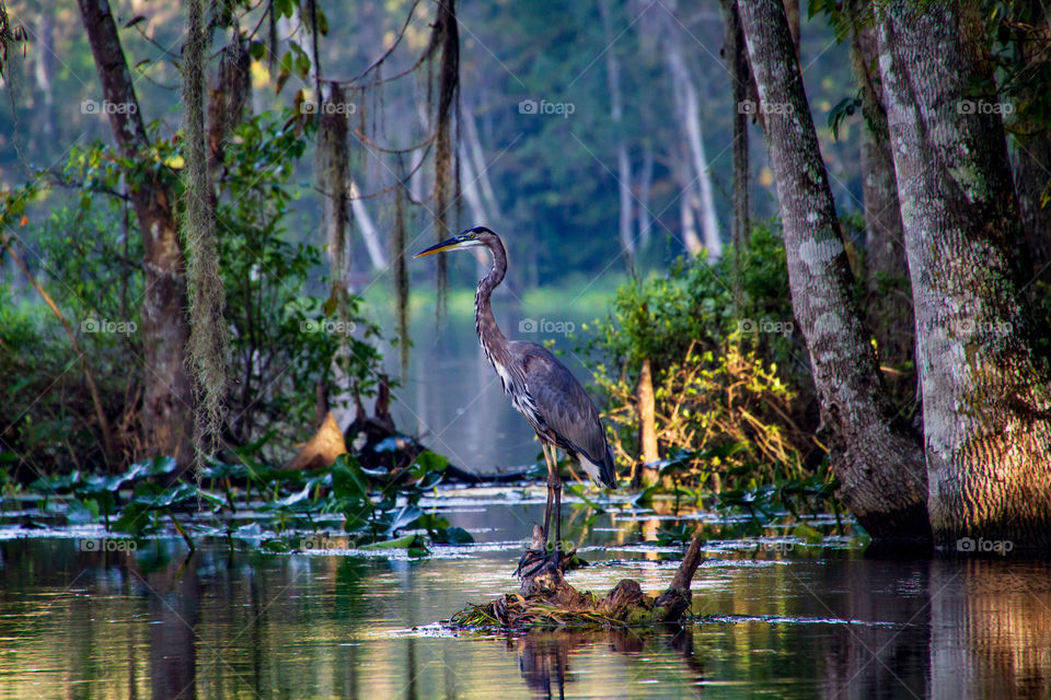 Great Heron