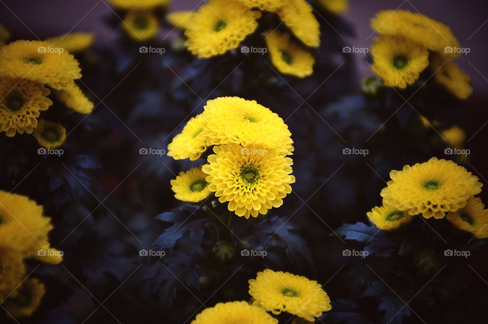 Yellow flower 