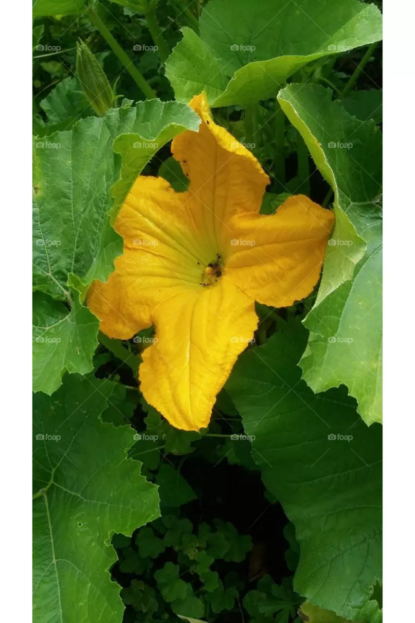 pumpkin flower 🏵