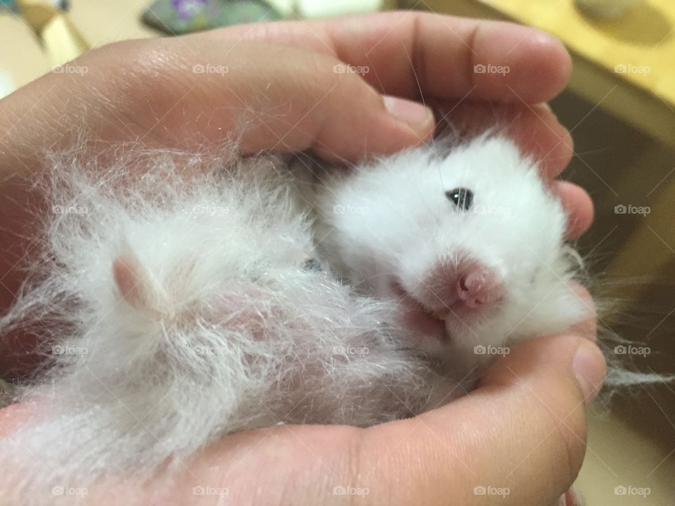 fun animals in our daily life