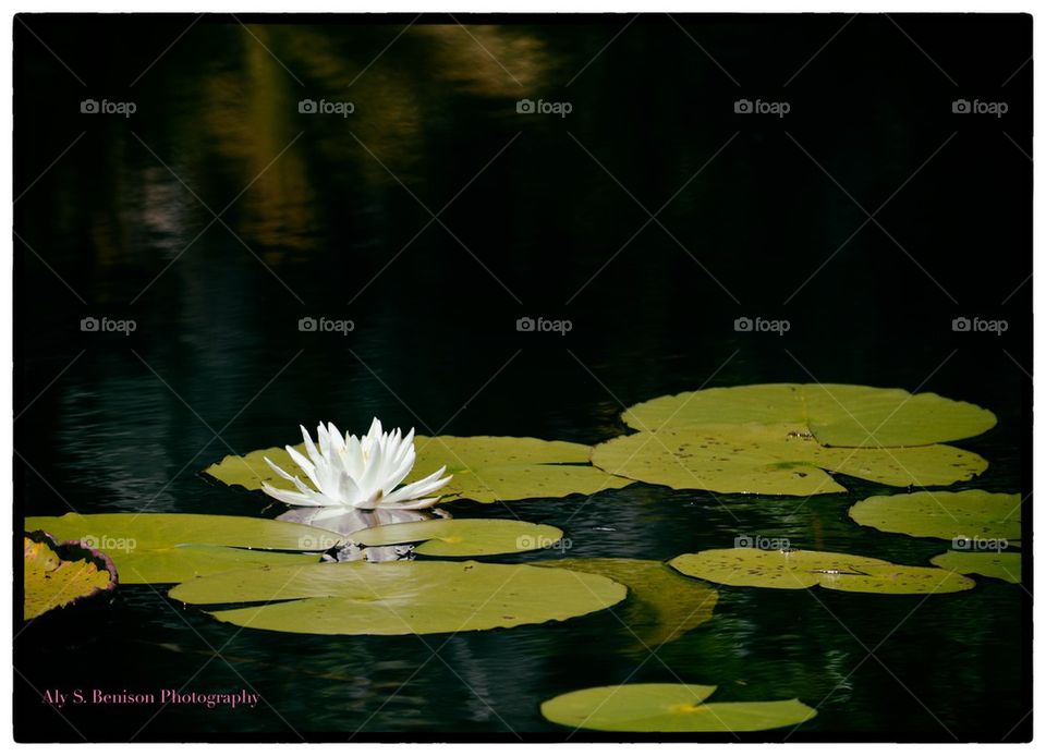 Water Lily 