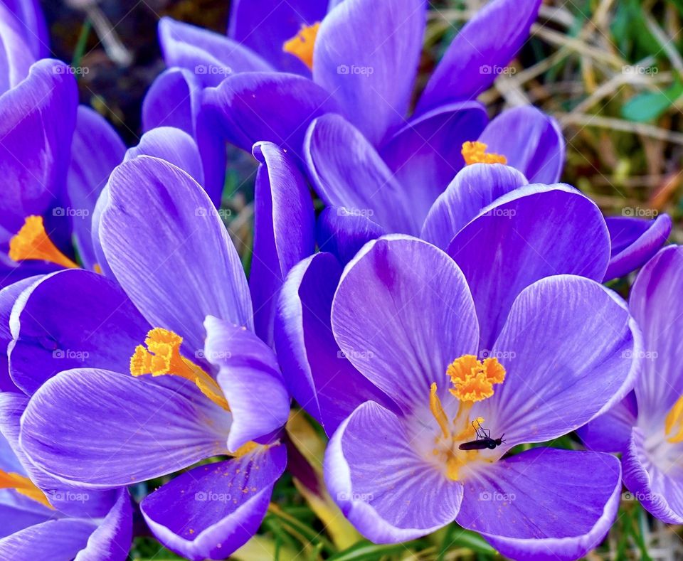 Purple crocus blooms signal spring’s arrival