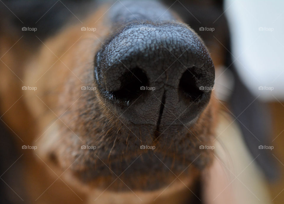 Muzzle of a dog