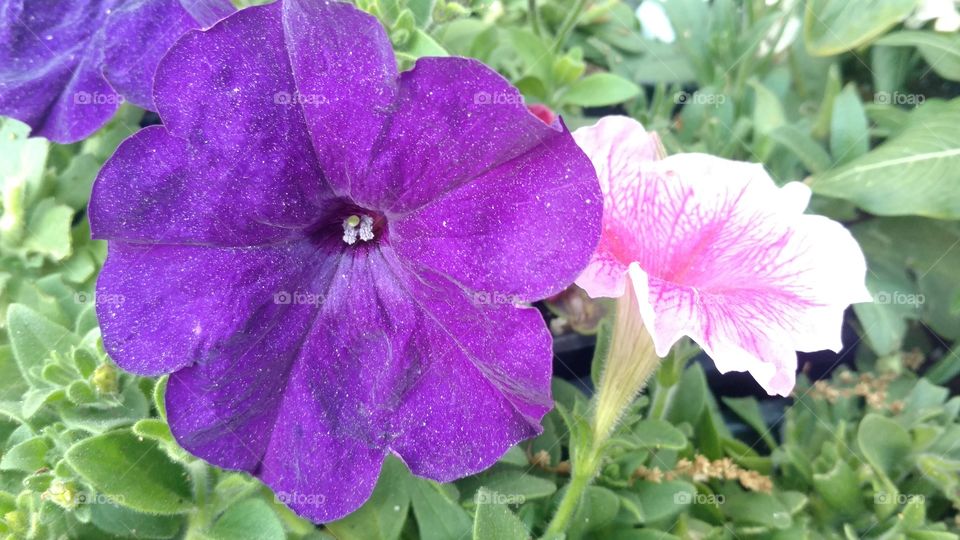 Flower, Flora, Nature, Garden, Blooming