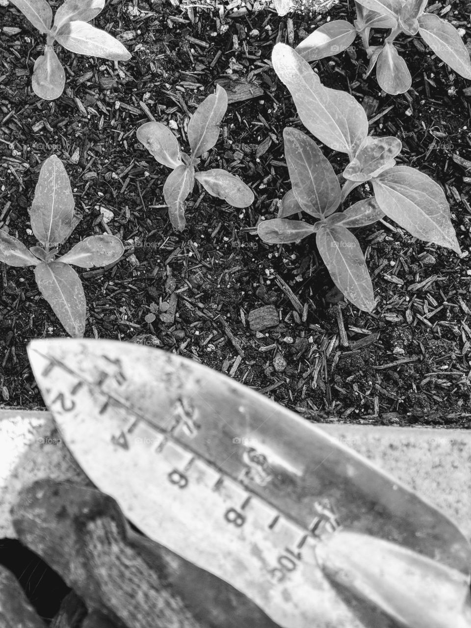 Garden tools black and white