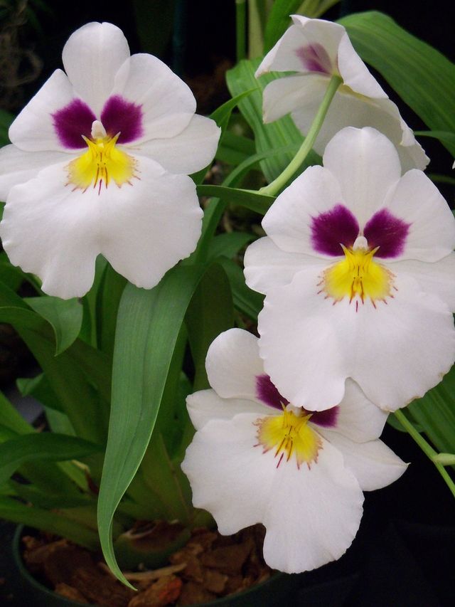 White orchids with eye-like purple marks and yellow nose-mouthlike