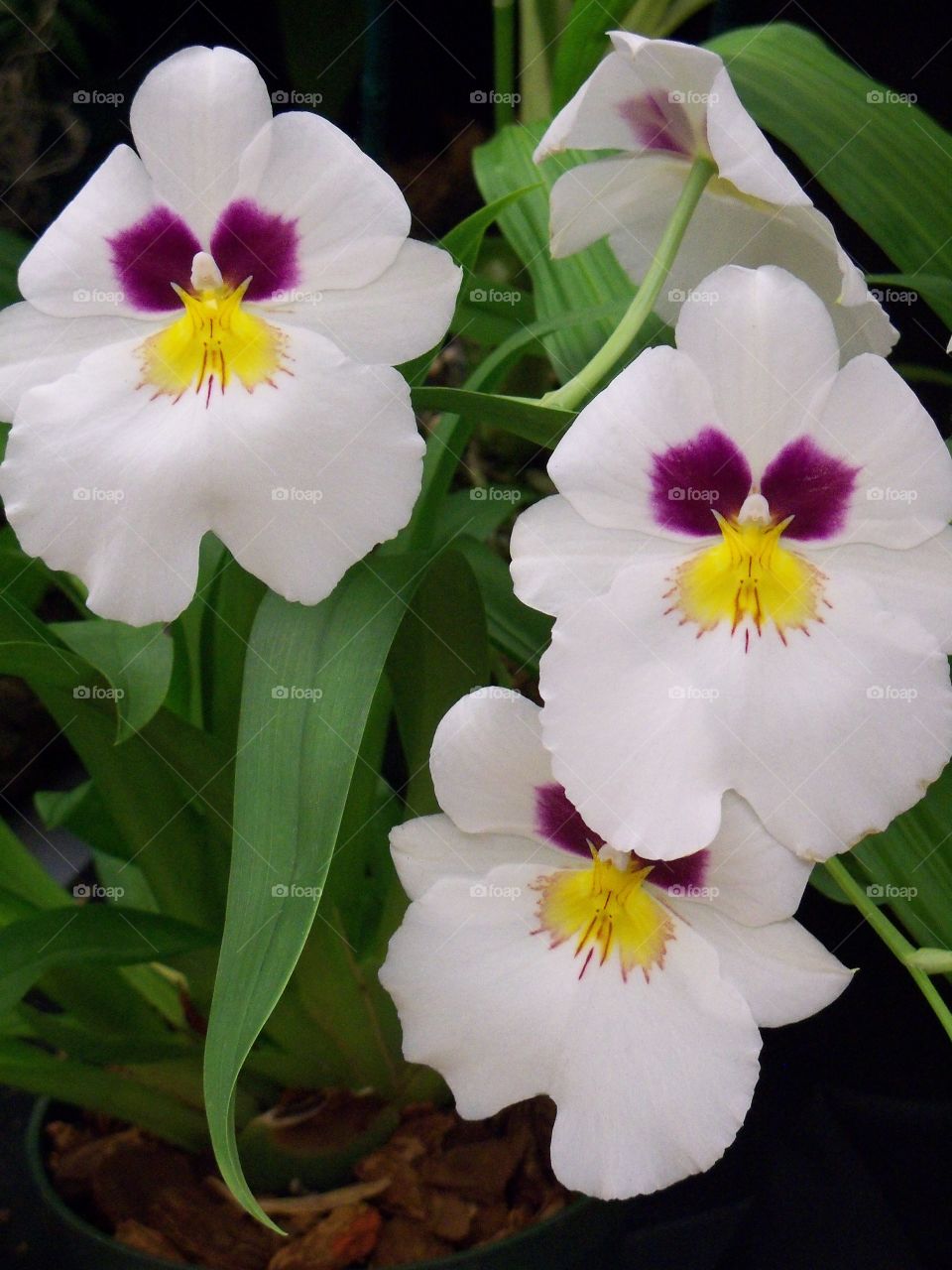 White orchids with eye-like purple marks and yellow nose-mouthlike