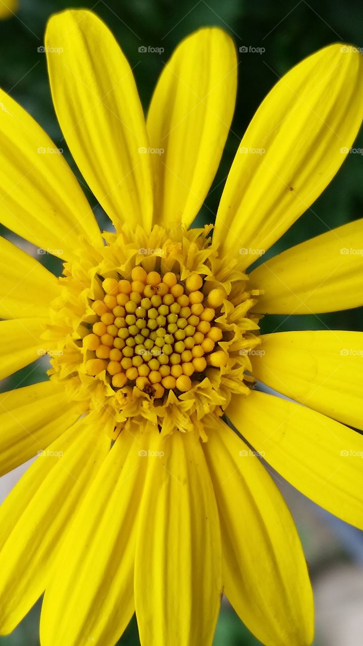 daisy. from my garden