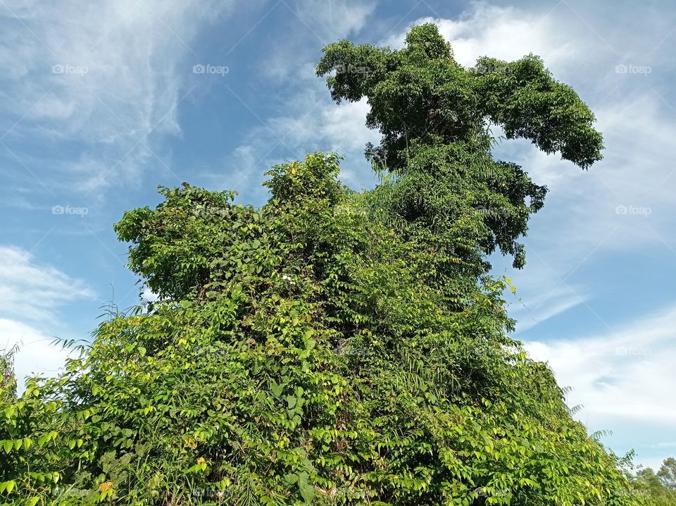 What tree is this ... ??? full of leaves ..