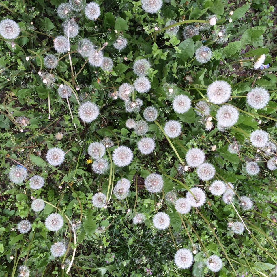 Dandelions 