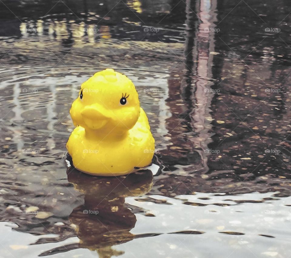 Rubber ducky in the rain