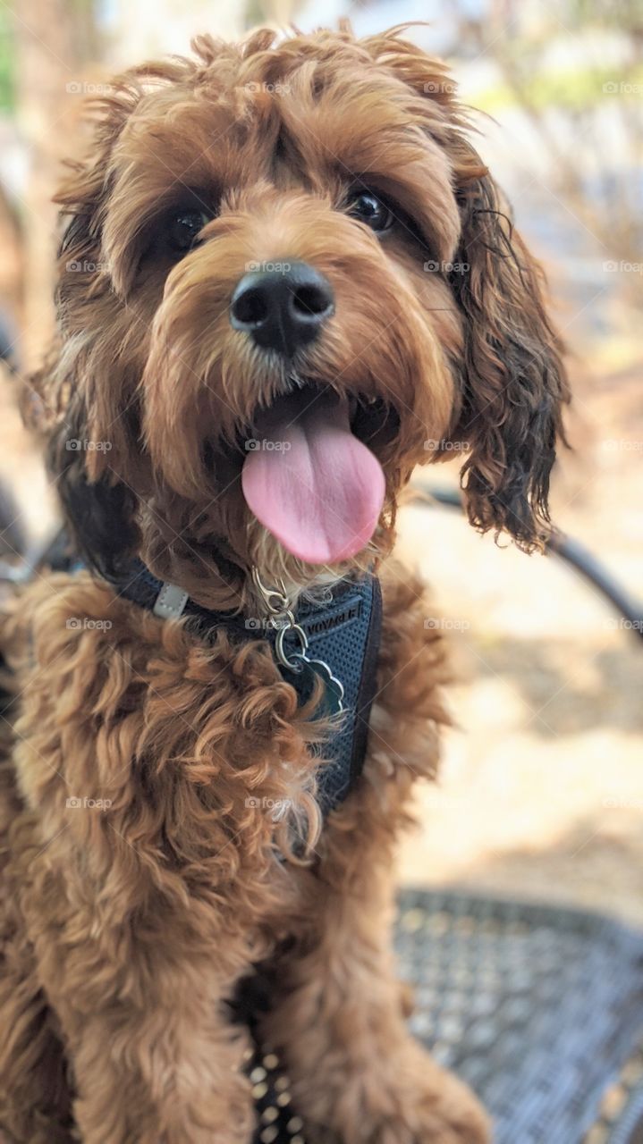 puppy sitting in a chair outside