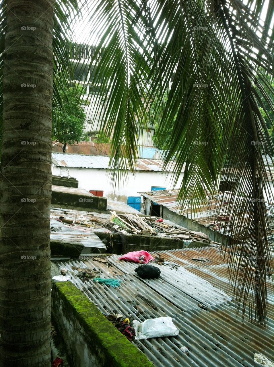 Coconut tree alone 