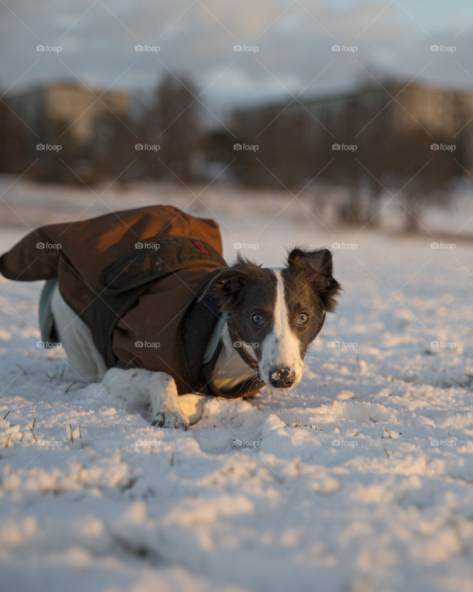 Super intense look by a playful white and blue puppy in the snowy landscape wearing a brown dog rug 