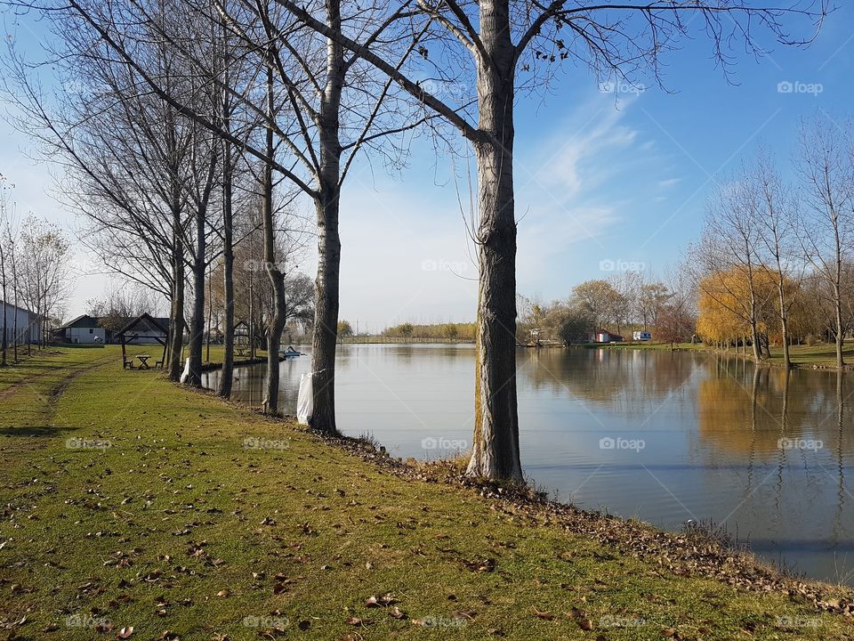 Bare trees at lakeshore during autumn