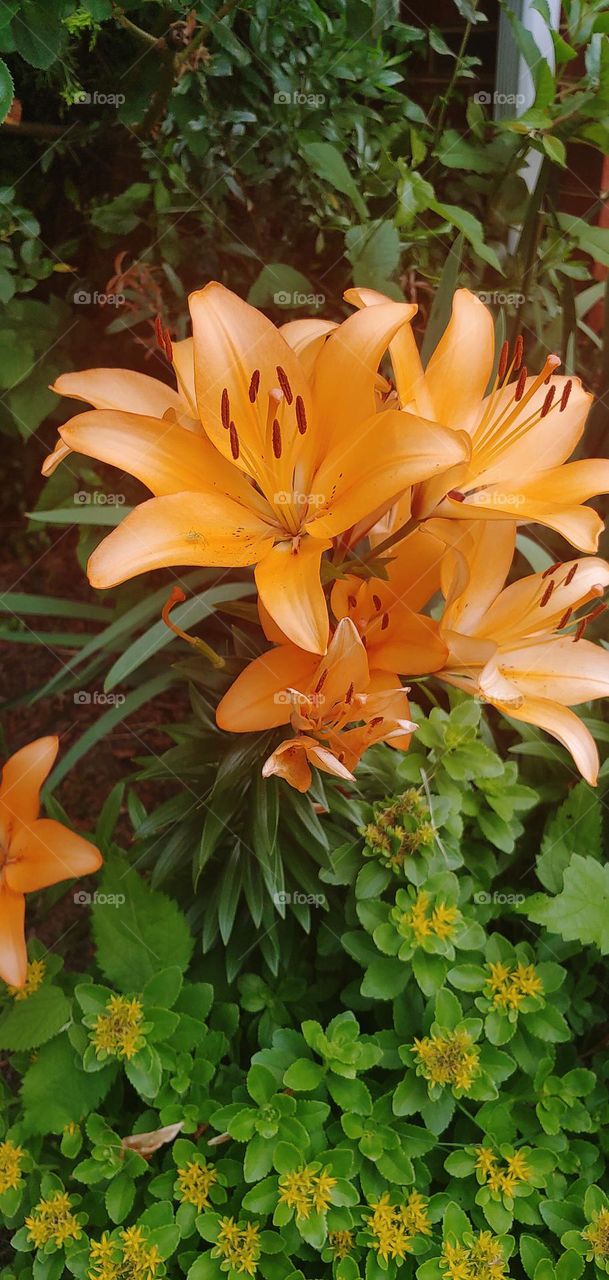 lillies