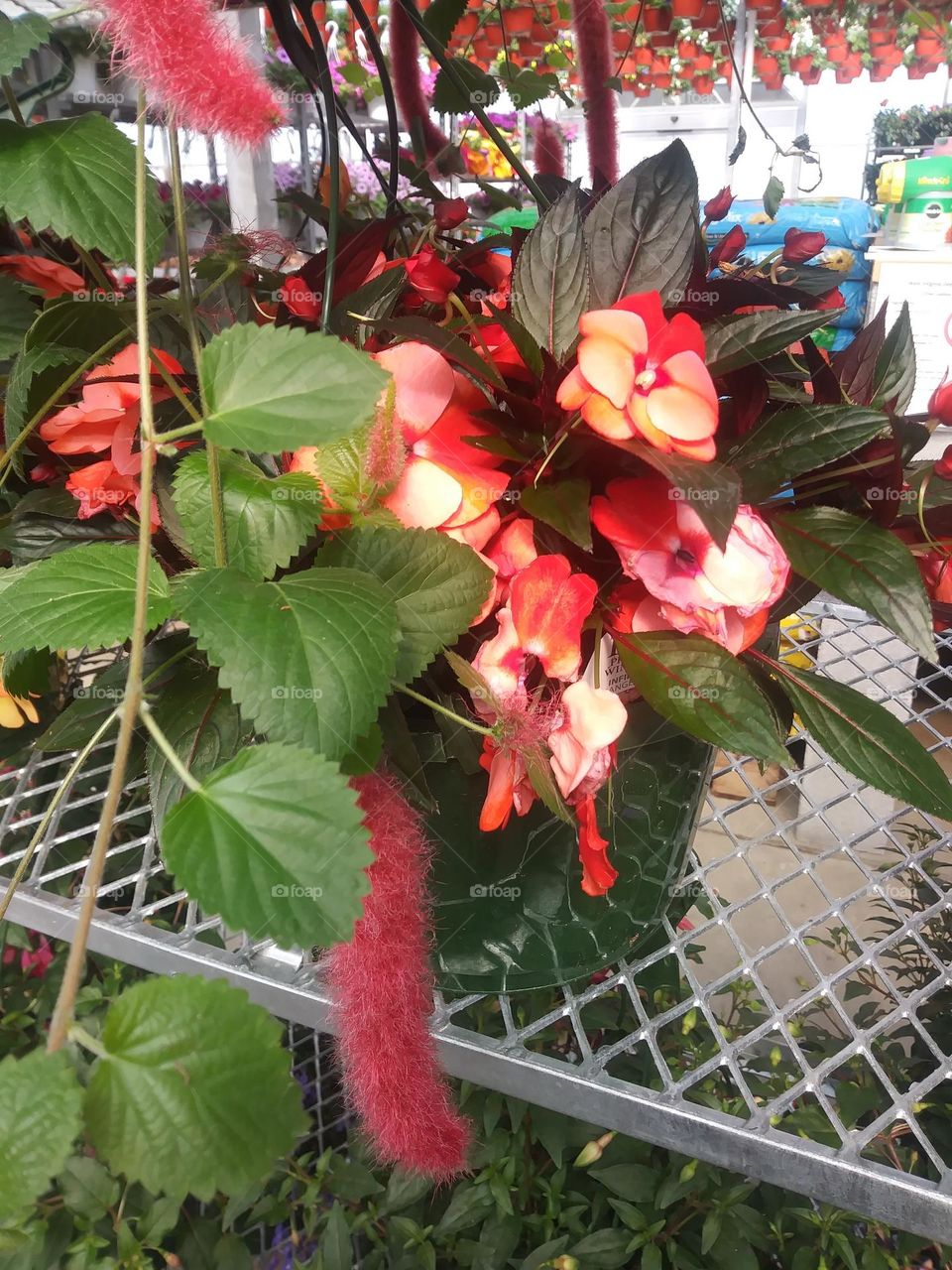 Flowers on a sales rack in a greenhouse 