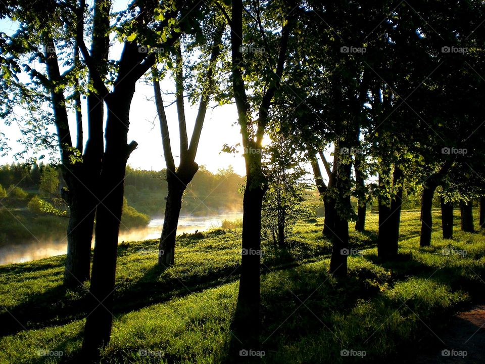 Landscape, Tree, Sun, Dawn, Nature