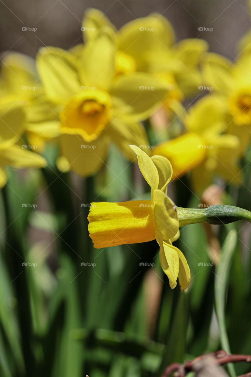 daffodils