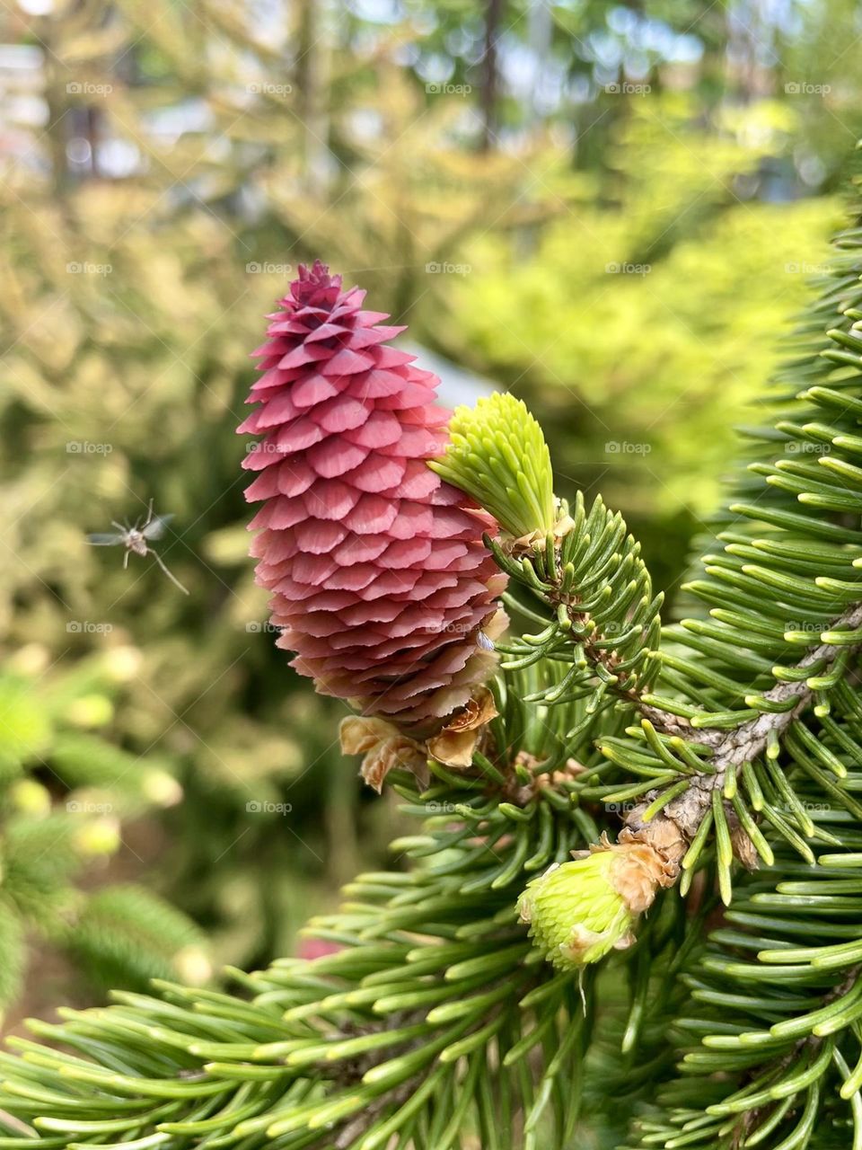 Evergreen tree bloom
