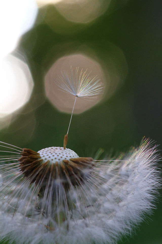 dandelion