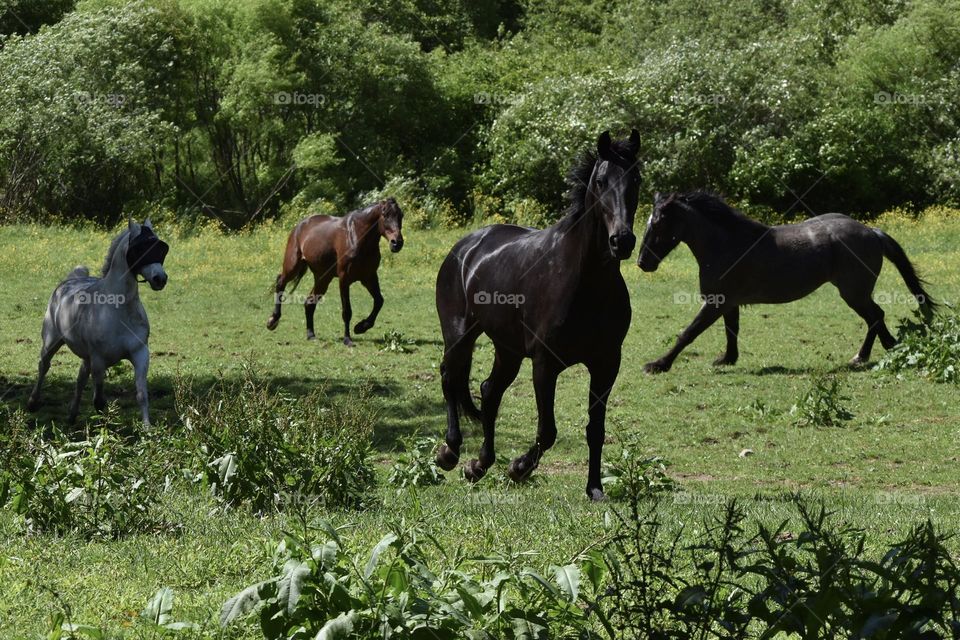 Excited Horses