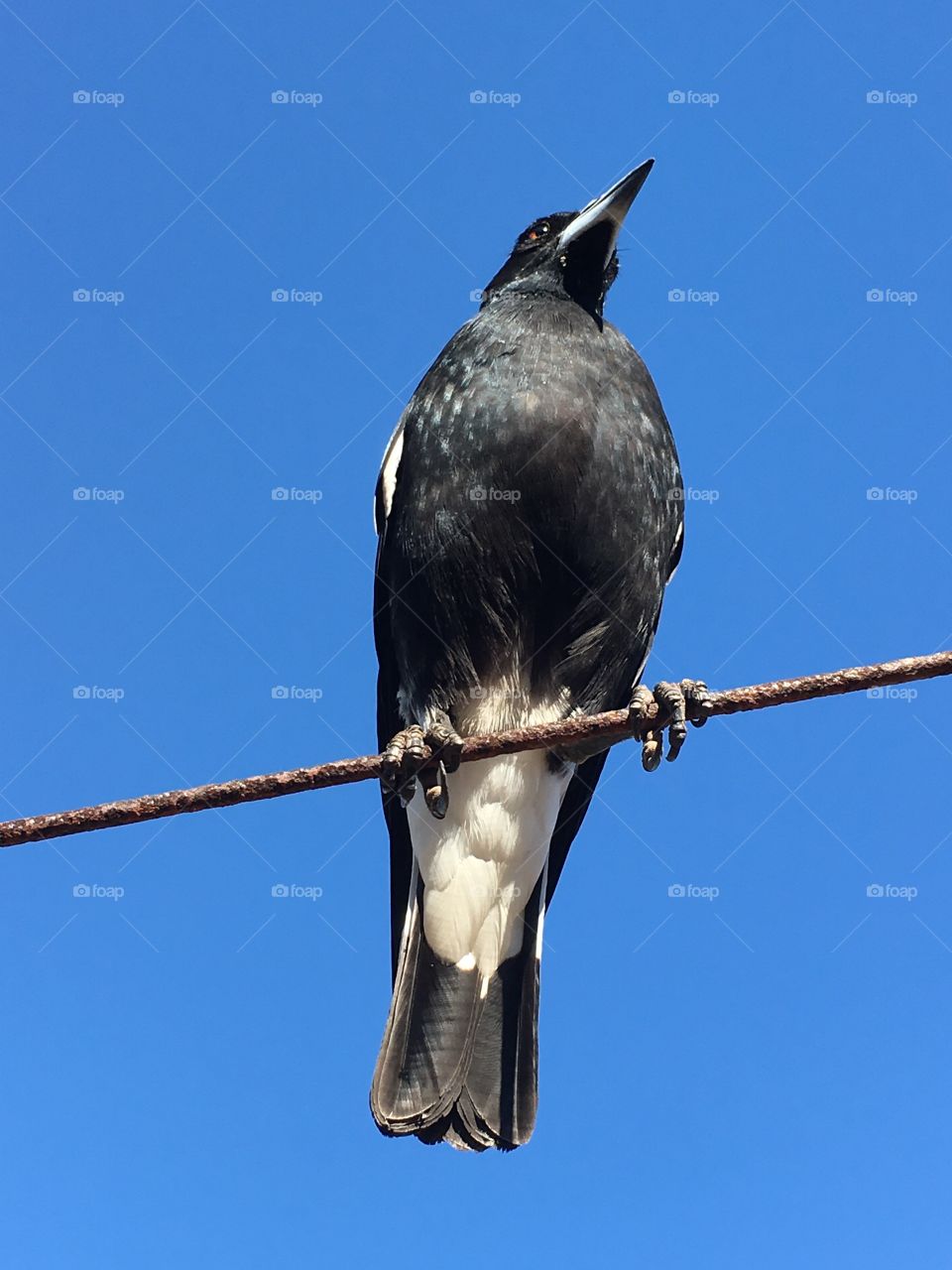 Full head to tail view wild magpie set against a bright clear vivid blue sky closeup 