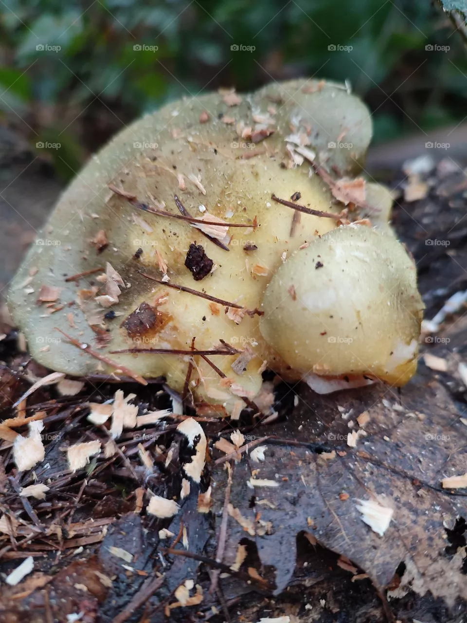 Mushroom