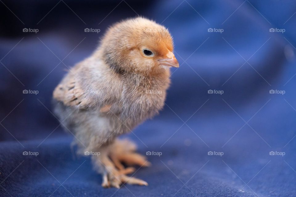 Mille fleur d’uccles chick