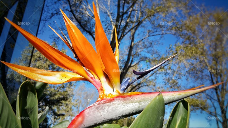 Bird of Paradise flower in full vibrant bloom.