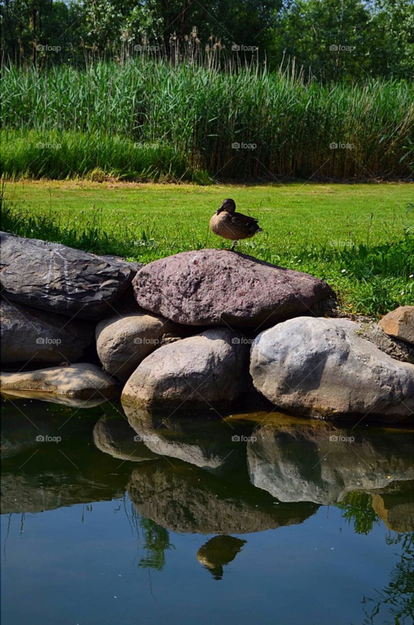 Zen bird in equilibrium resting on a rock 