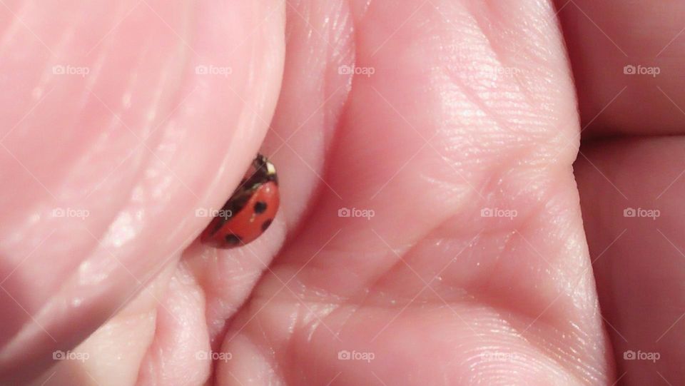 macro ladybug on my hand.