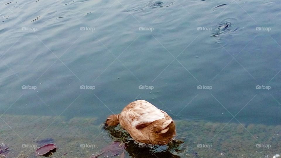 a beautiful ducks drinking water